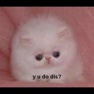 Meet your Posher, Billy